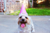 Herzliche Glückwünsche zum 88. Geburtstag